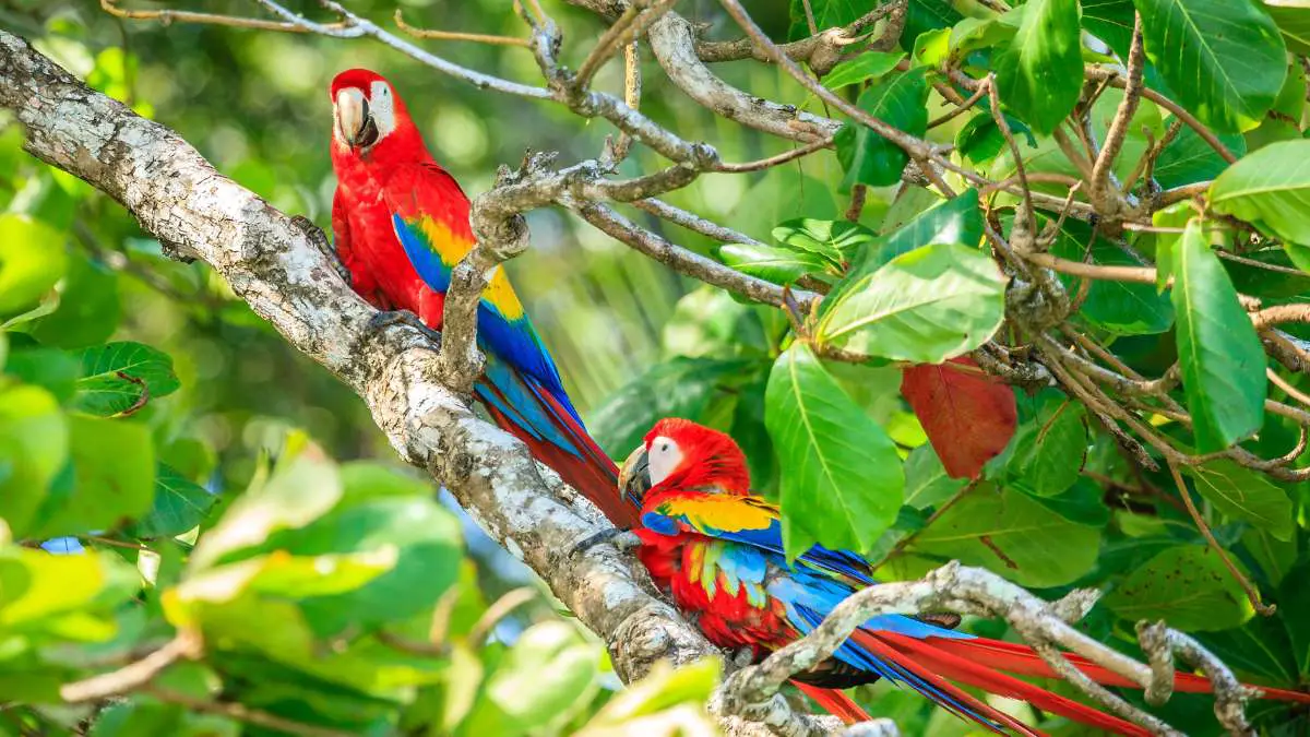 Where Do Macaws Live