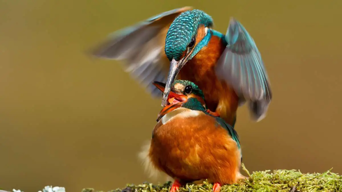 Do Kingfishers Mate for Life