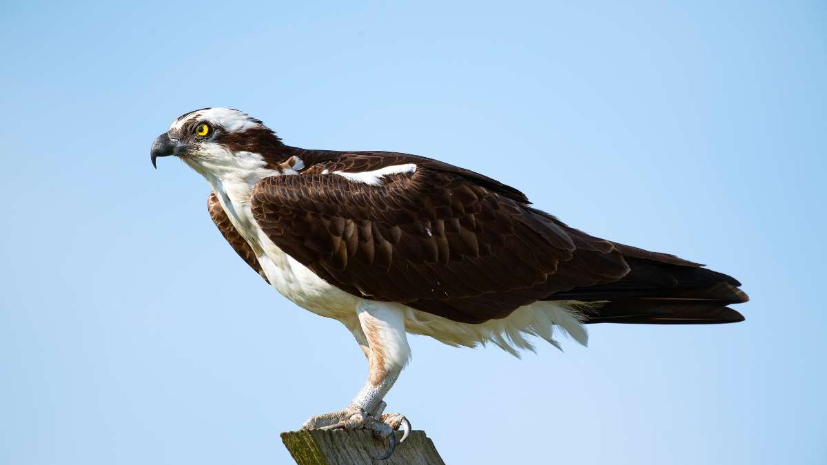 Do Ospreys Eat Other Birds? Understanding Osprey Predation