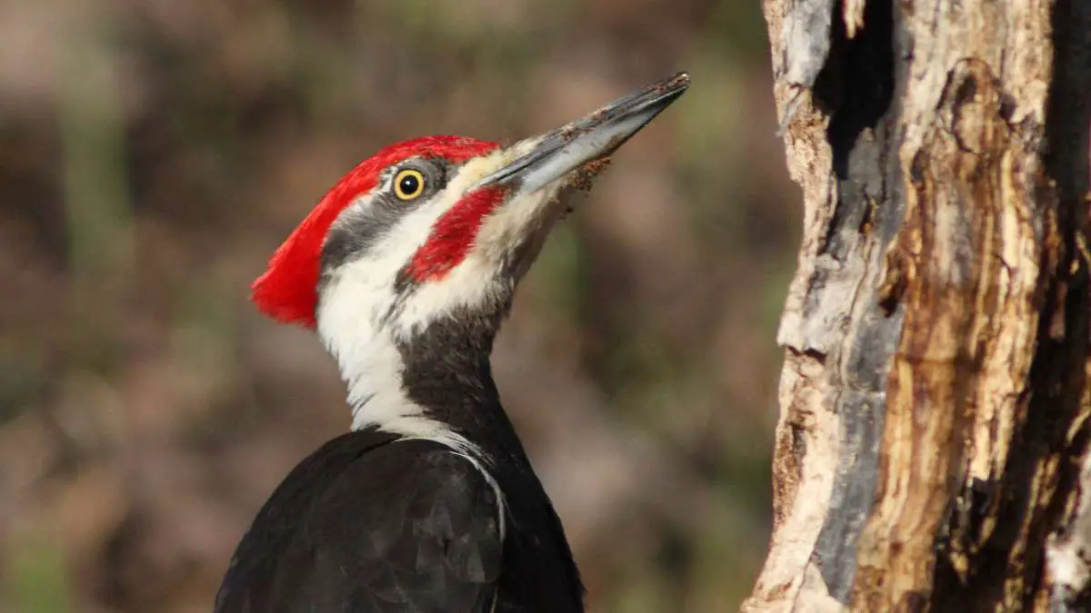 Do Woodpeckers Attack Humans
