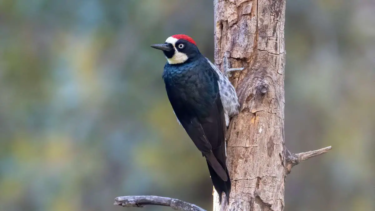 Do Woodpeckers Eat Acorns? Understanding Woodpecker Diets