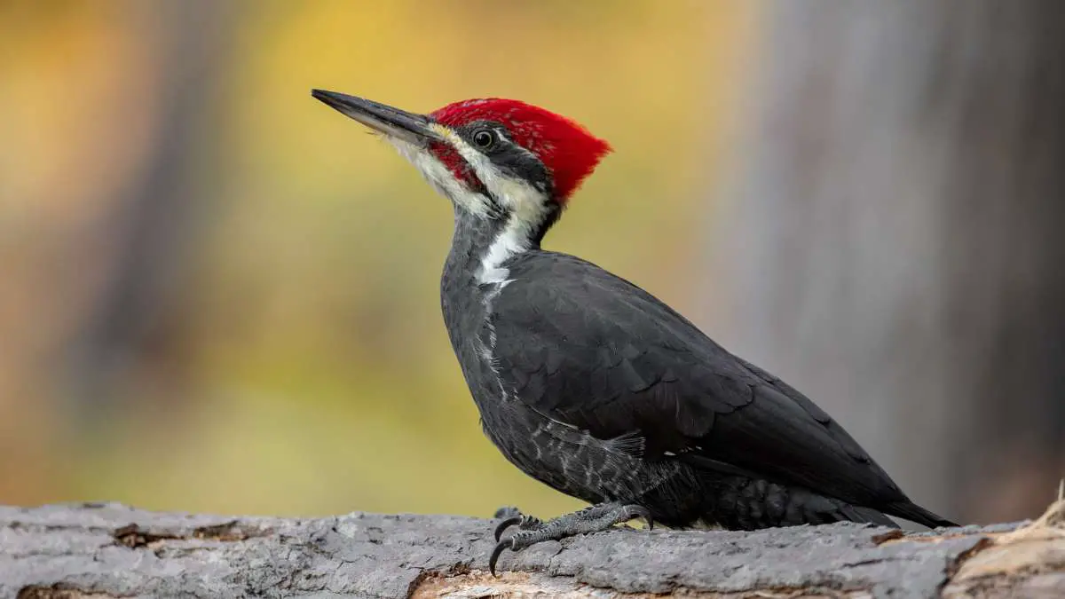 Do Woodpeckers Eat Bees? They Eat Insects! - Bird Watching Today