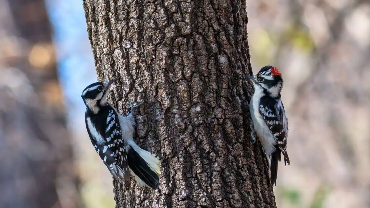 Do Woodpeckers Mate for Life? All About Woodpecker Love Life