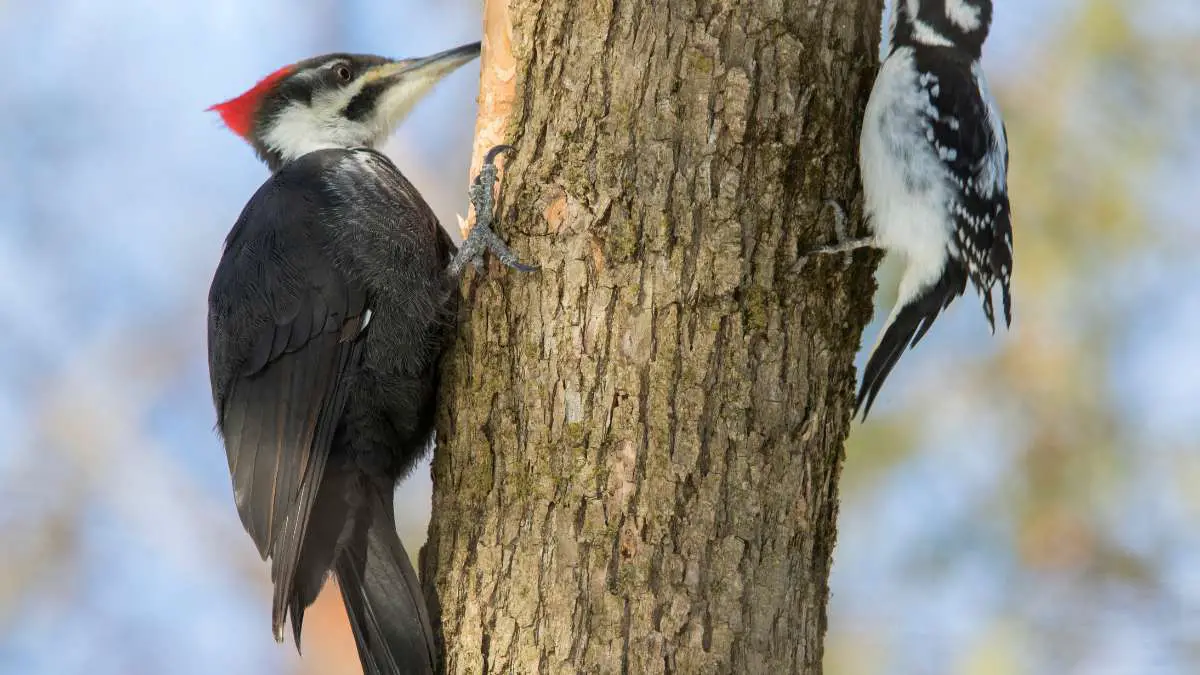Do Woodpeckers Peck at Night? They are Diurnal Birds!