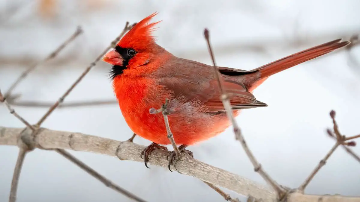 How do cardinals Survive the Winter
