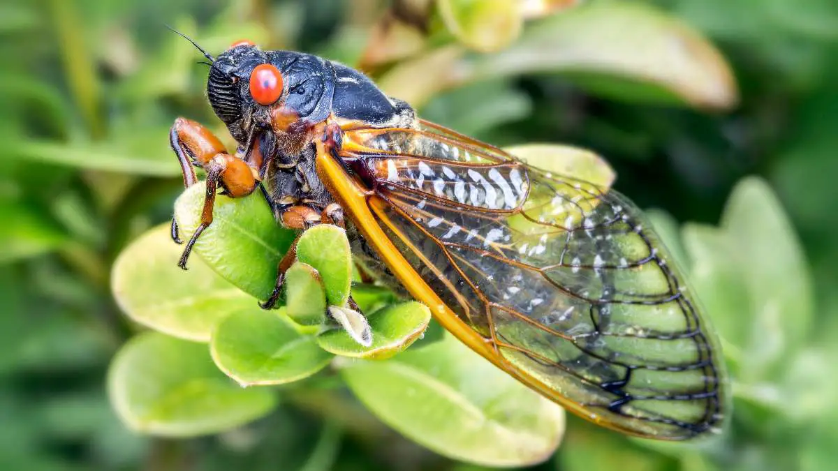 What are the Bird Species that feed on Cicadas