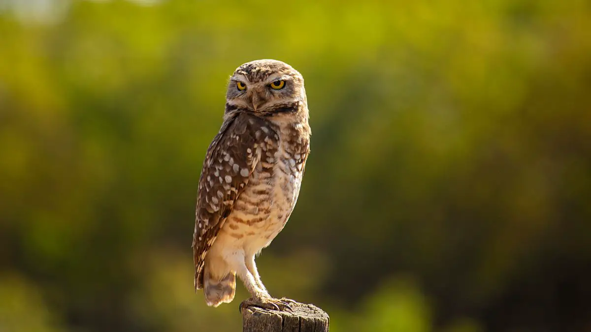 Do Owls Need Sunlight? Explained!